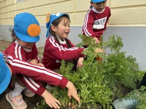 人参を収穫しました！